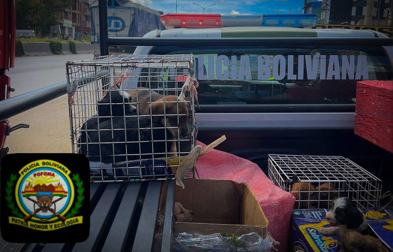 Cachorros rescatados en Cochabamba. Foto: Pofoma