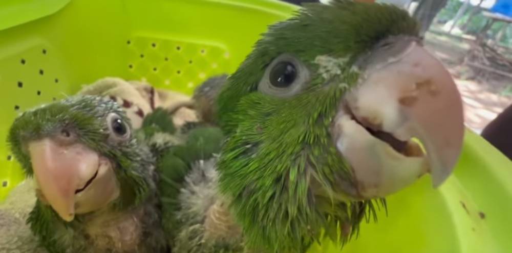 Algunas de las aves rescatadas por Pofoma en Warnes. Foto: captura video