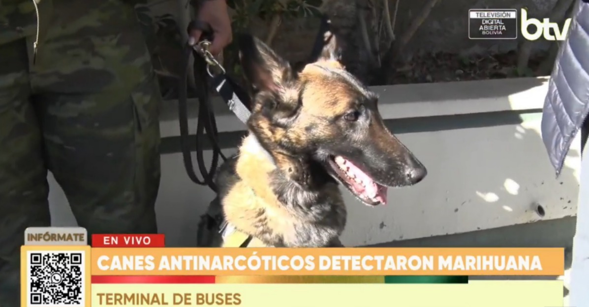 Lía, la can antinarcóticos. Imagen: Captura Bolivia Tv.