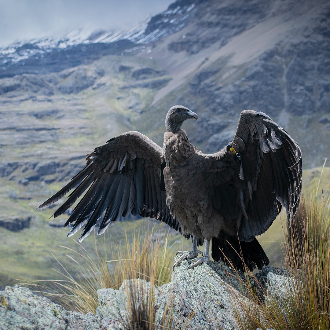Liberación del cóndor hembra "Anticucha-Katupaya" en Palca. Foto: AMUN.