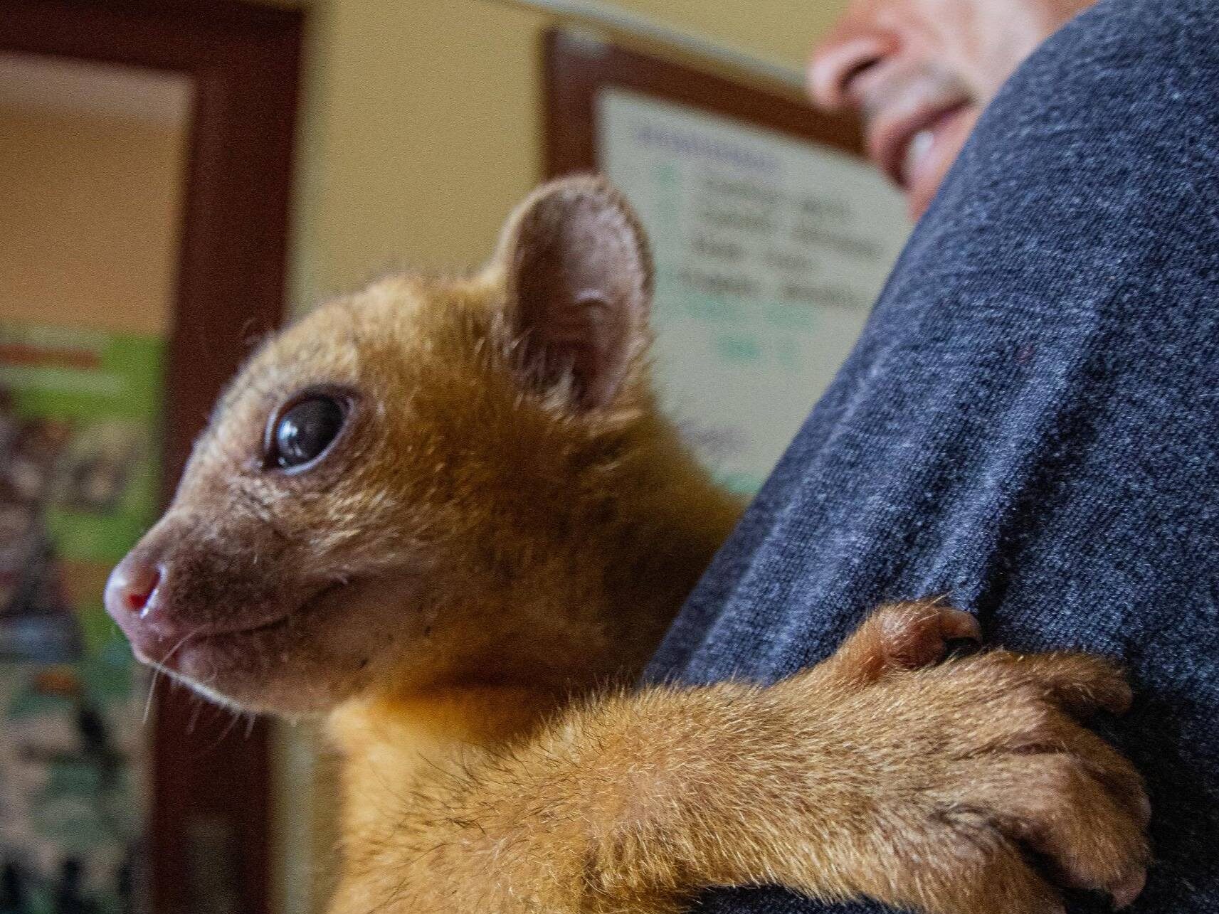 Martucha rescatada por Pofoma en Cochabamba. Foto: RRSS.