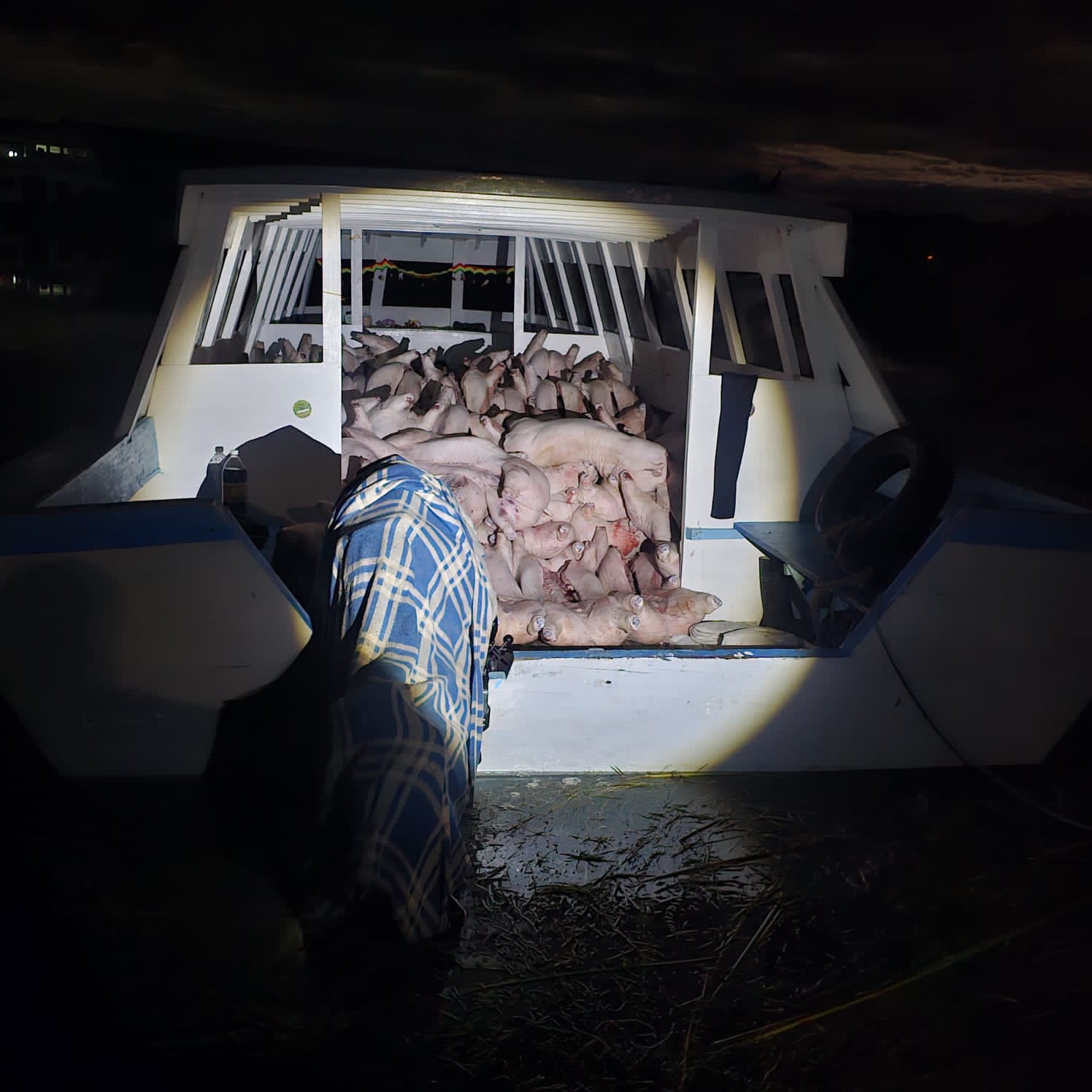 Embarcación con ganado porcino decomisada en La Paz. Foto: Armada Boliviana.