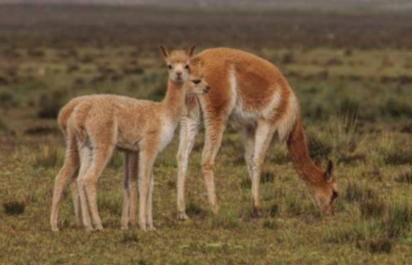 Foto: Omar Torrico/WCS vía Sernap.
