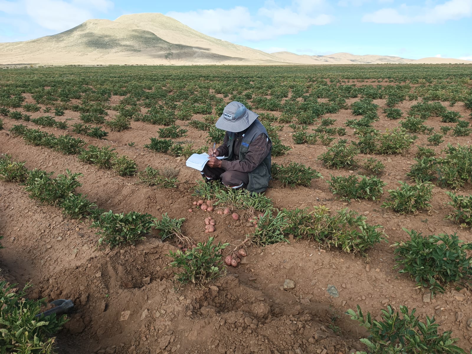 Cultivos de papa certificados por el INIAF en Potosí. Foto: INIAF.