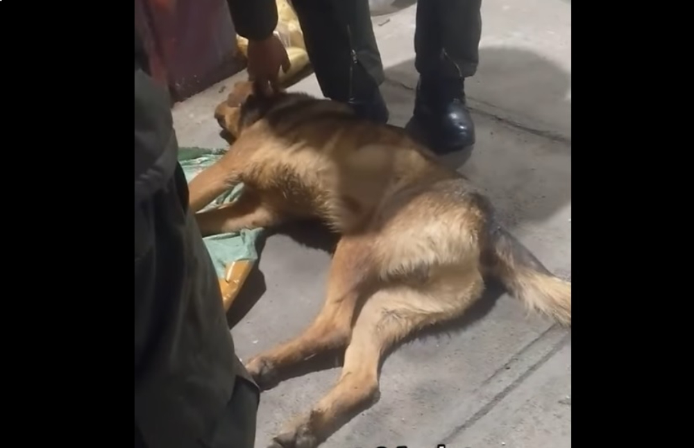 Uno de los perros que sobrevivió a la caída. Foto: redes sociales