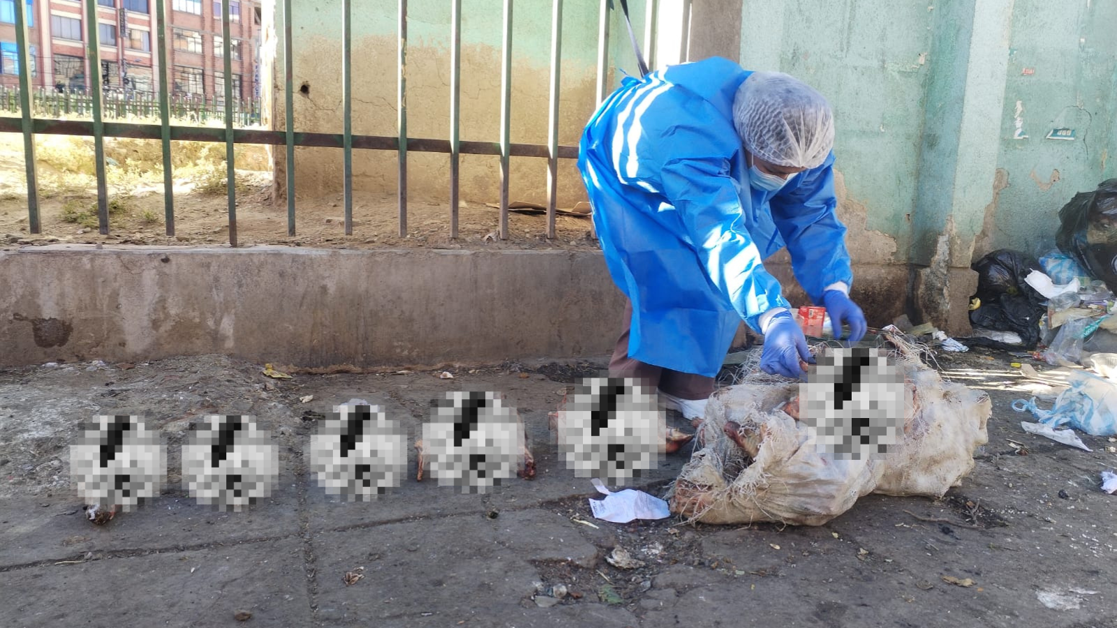 Restos óseos, aparentemente de canes, encontrados en extranca de Río Seco. Foto: Gamea.