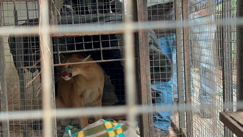 Puma rescatado de la copa de un árbol en San José de Chiquitos. Fotos: GADSC.