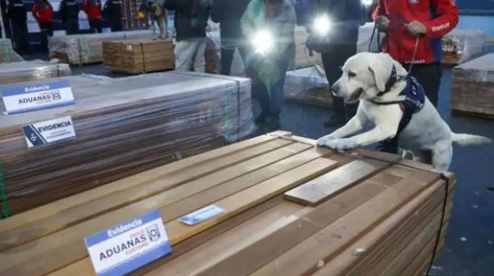 Parte de la madera detectada en Chile con sustancias controladas. Foto: CNN Chile