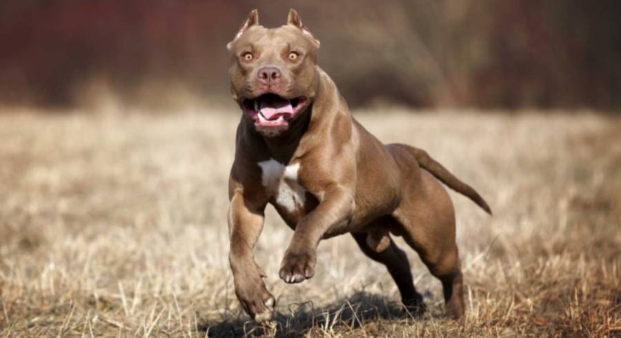 Imagen referencial de un perro pitbull. Foto: internet