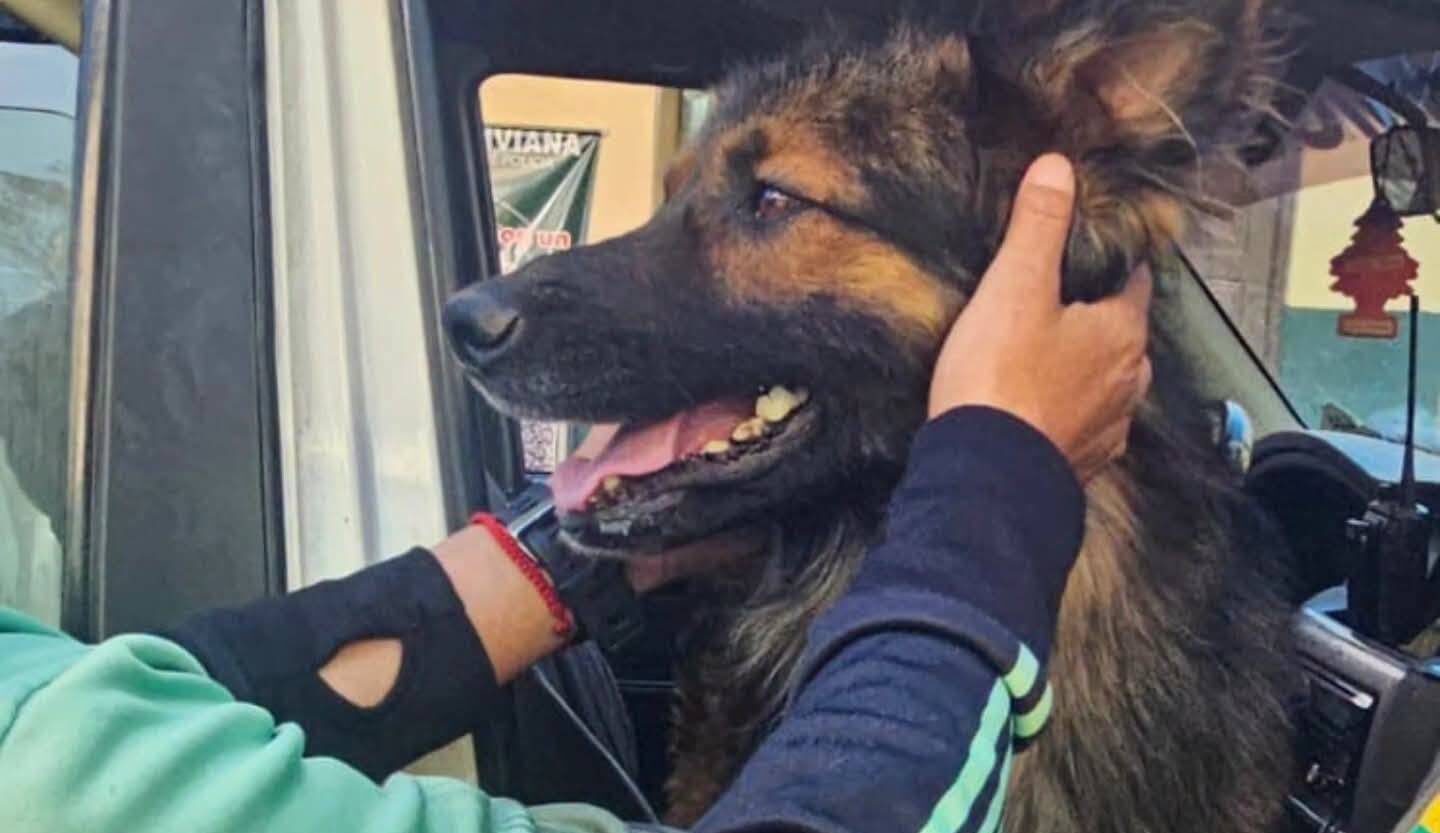 Rex el nuevo miembro de la Policía. Foto: redes sociales