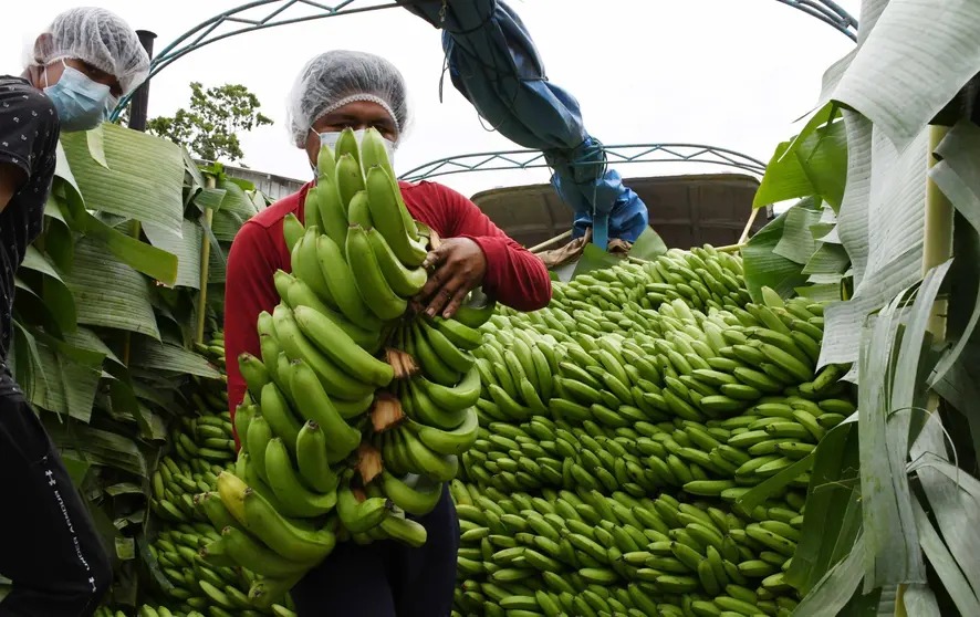 Cosecha de banano en el trópico de Cochabamba. Foto: Archivo.