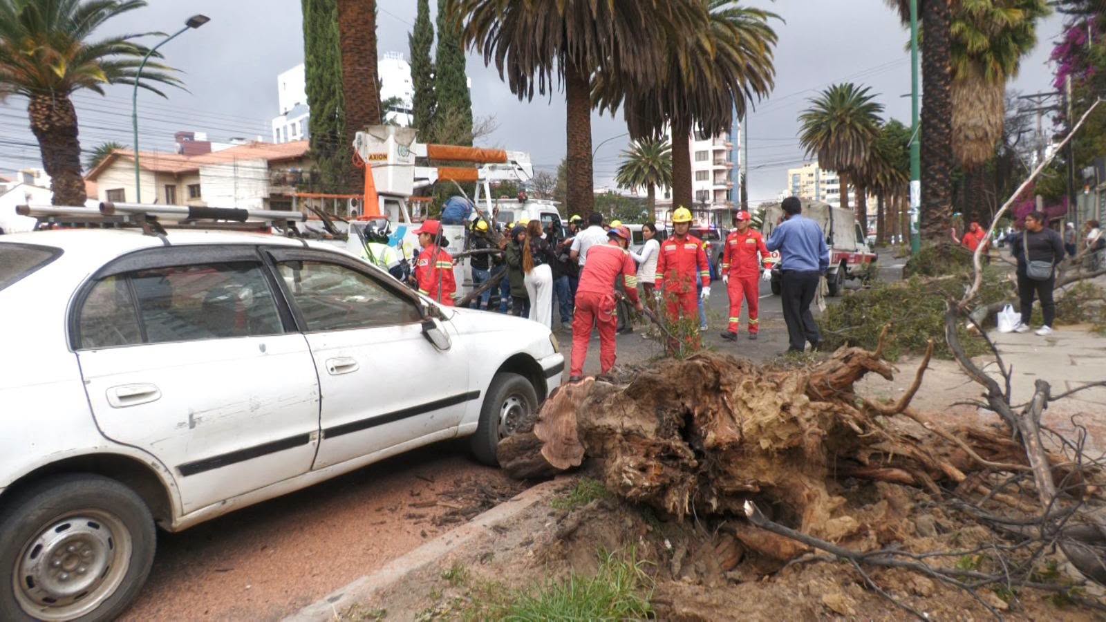 Fuertes vientos provocaron la caída de árboles.