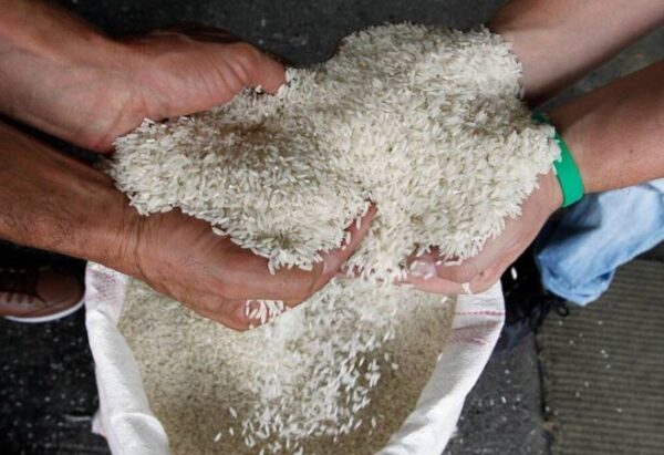 Grano de arroz. Foto: Archivo.