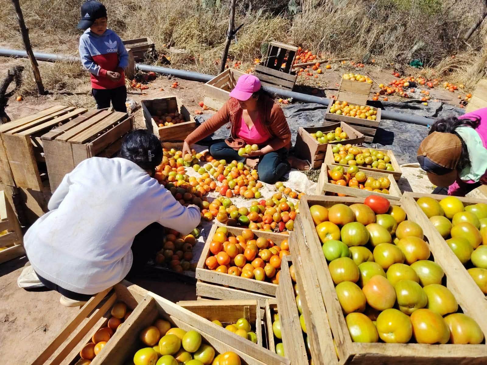 Producción de tomates. Fotos: Ministerio de Desarrollo Productivo, Rural y Agua.