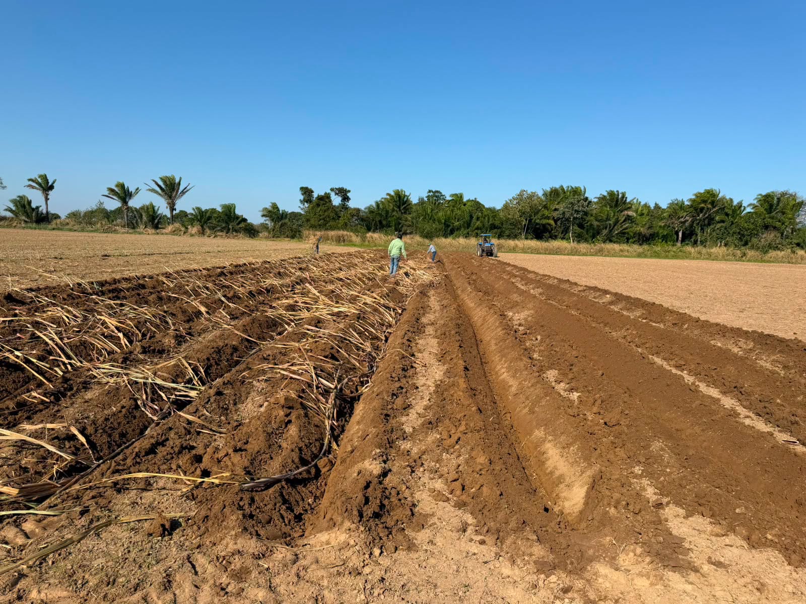 Implementación de nueva variedad de caña de azúcar en Santa Cruz. Fotos: Iniaf.