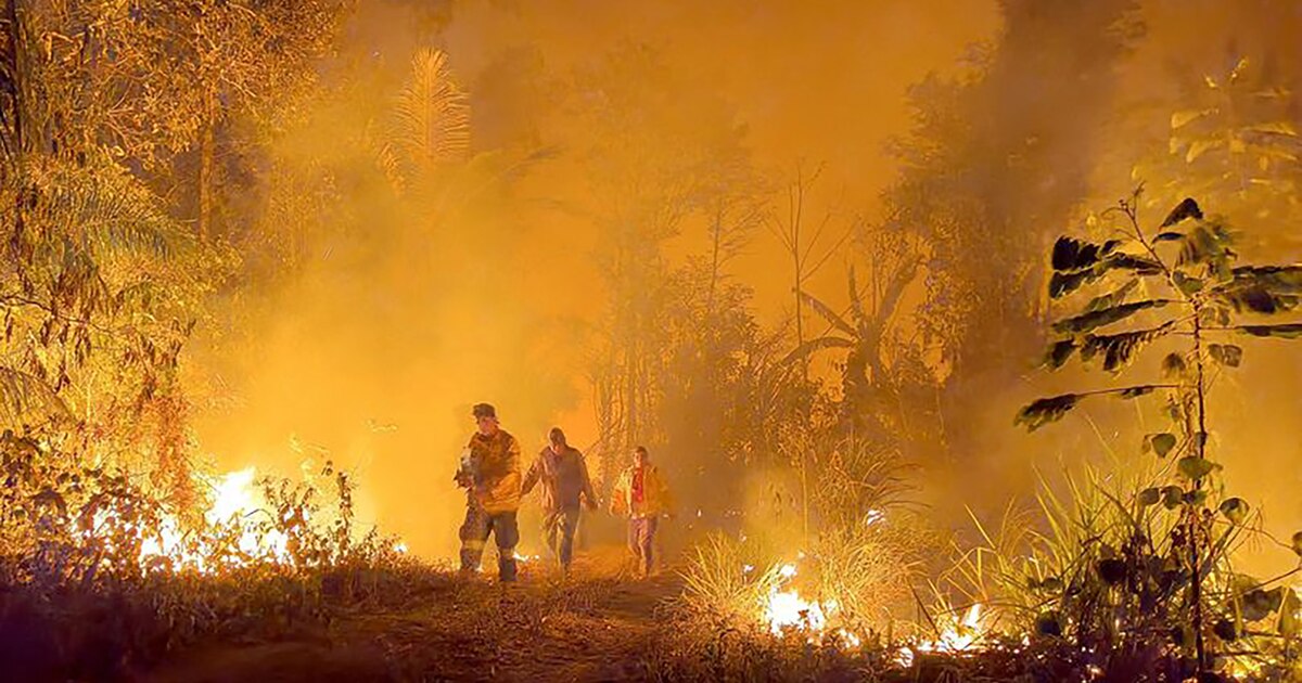 En las últimas dos décadas, los incendios forestales arrasaron más de 62 millones de hectáreas.