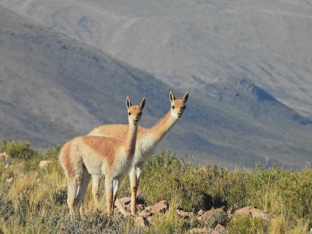 Dos ejemplares de vicuñas. Foto: https://bolivia.wcs.org/es