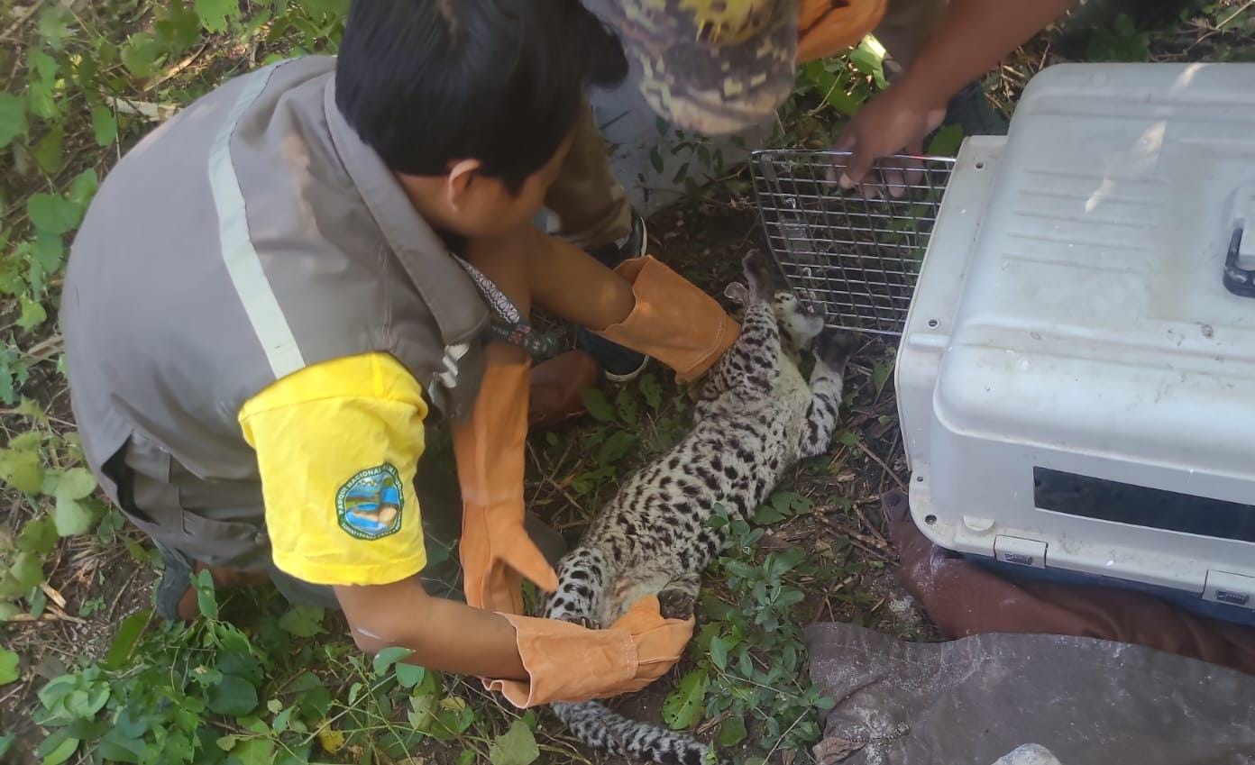 El ocelote que fue encontrado en la zona urbana de ese municipio, tras el llamado de los lugareños.