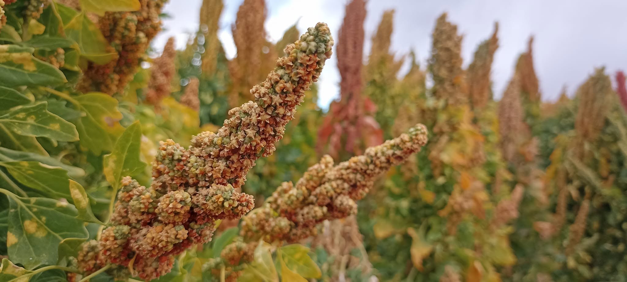 Terrenos de producción de quinua en Bolivia. Foto: CIQ.