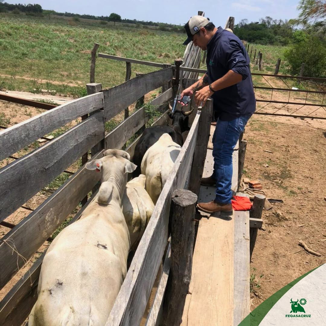 El sector ganadero de Santa Cruz participará en los Comités Impulsores del Censo Agropecuario. Foto: Fegasacruz.