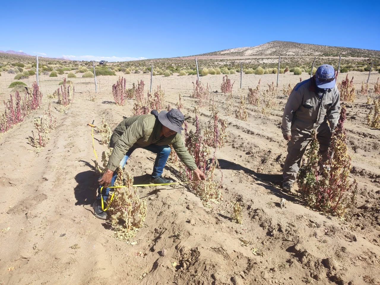 El cultivo de la quinua es uno de los afectados por la sequía. Foto: INSA.