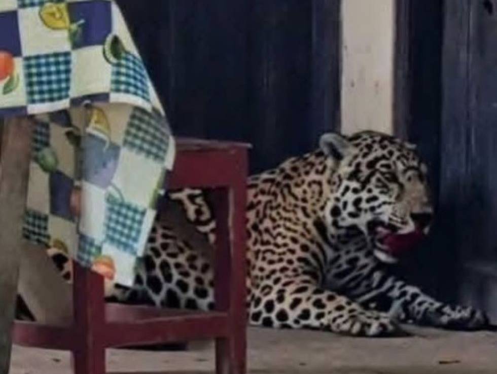 El jaguar en la vivienda, Foto: redes sociales