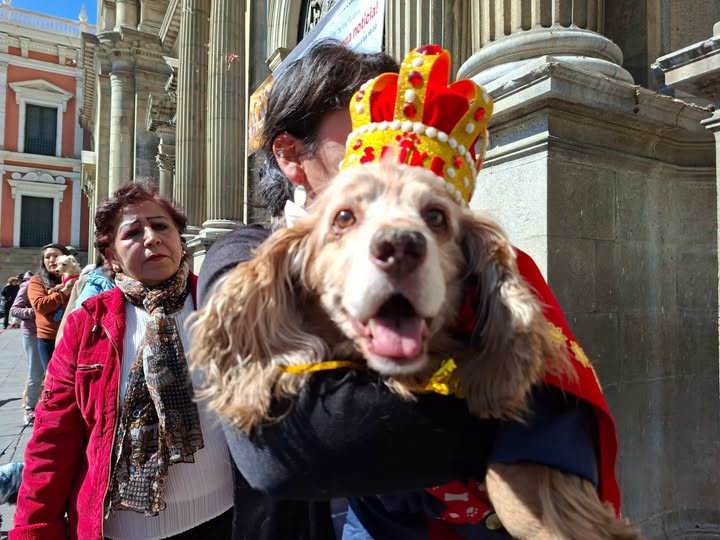 La Festican dará charlas sobre la tenencia responsable de mascotas. Foto: Archivo.