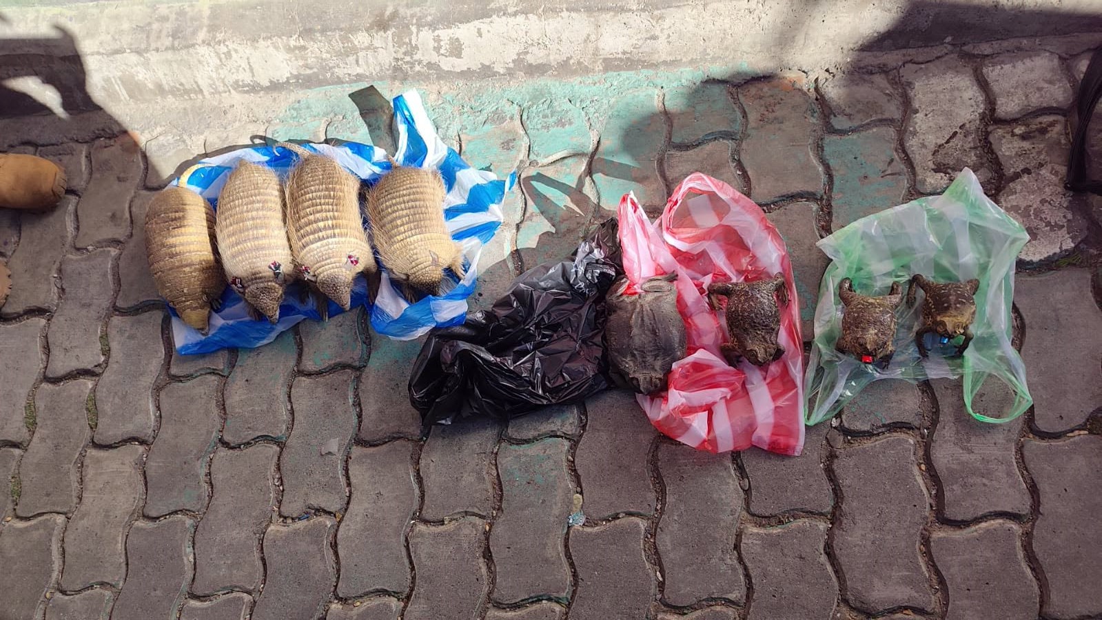Los animales disecados en el operativo. Foto: Policía
