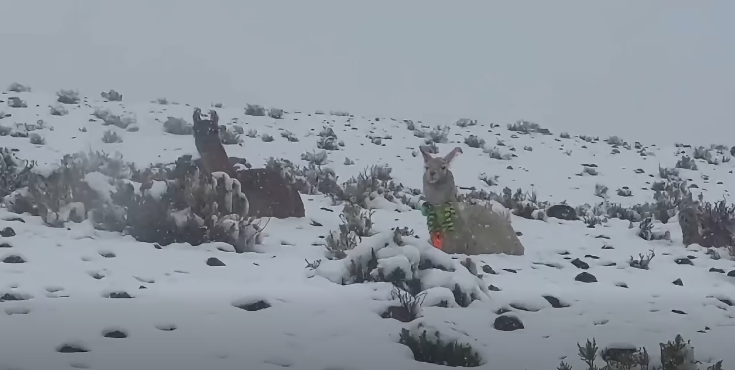 El SAT cuantifica la cantidad de ganado camélido perdido. Foto: Captura de pantalla/ Radio Salar de Los Lipez