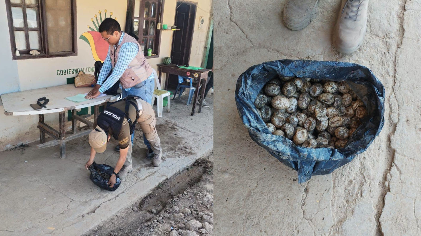 Huevos de tortuga de peta recuperados por la Felcda en el Beni. Fotos: Comando Departamental del Beni.