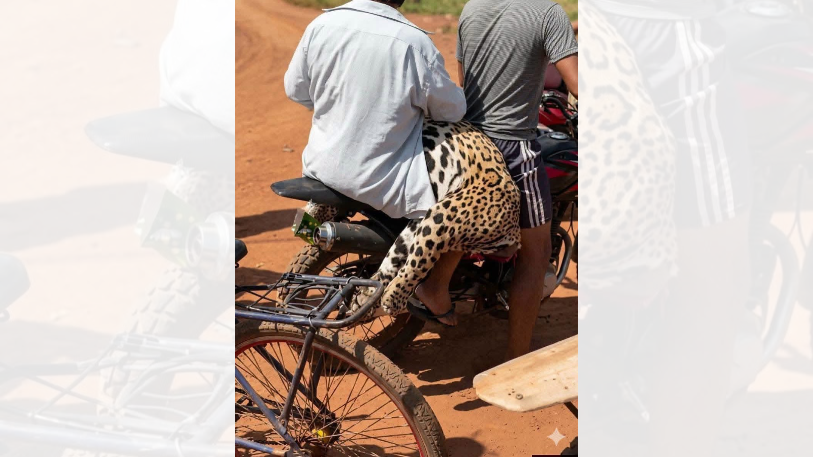Momento en el que dos personas se llevan al jaguar muerte en una moto. Foto: RR.SS.