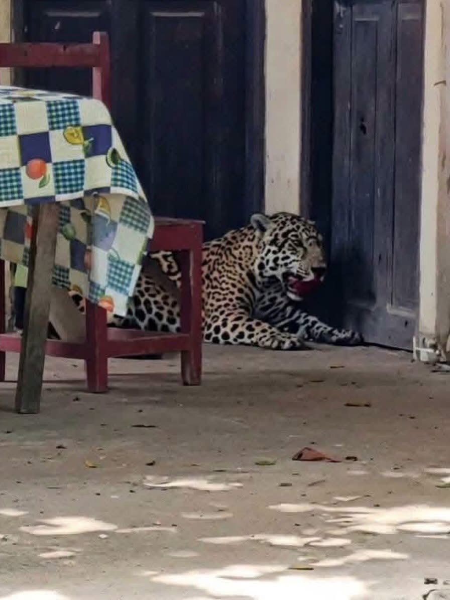 Jaguar que fue matado a tiros en Guayaramerín. Foto: RR.SS.
