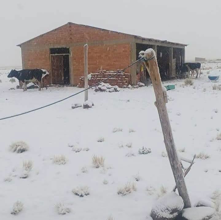 Nevada que afectó a la producción agrícola y ganado. Fotos: Ministerio de Defensa.