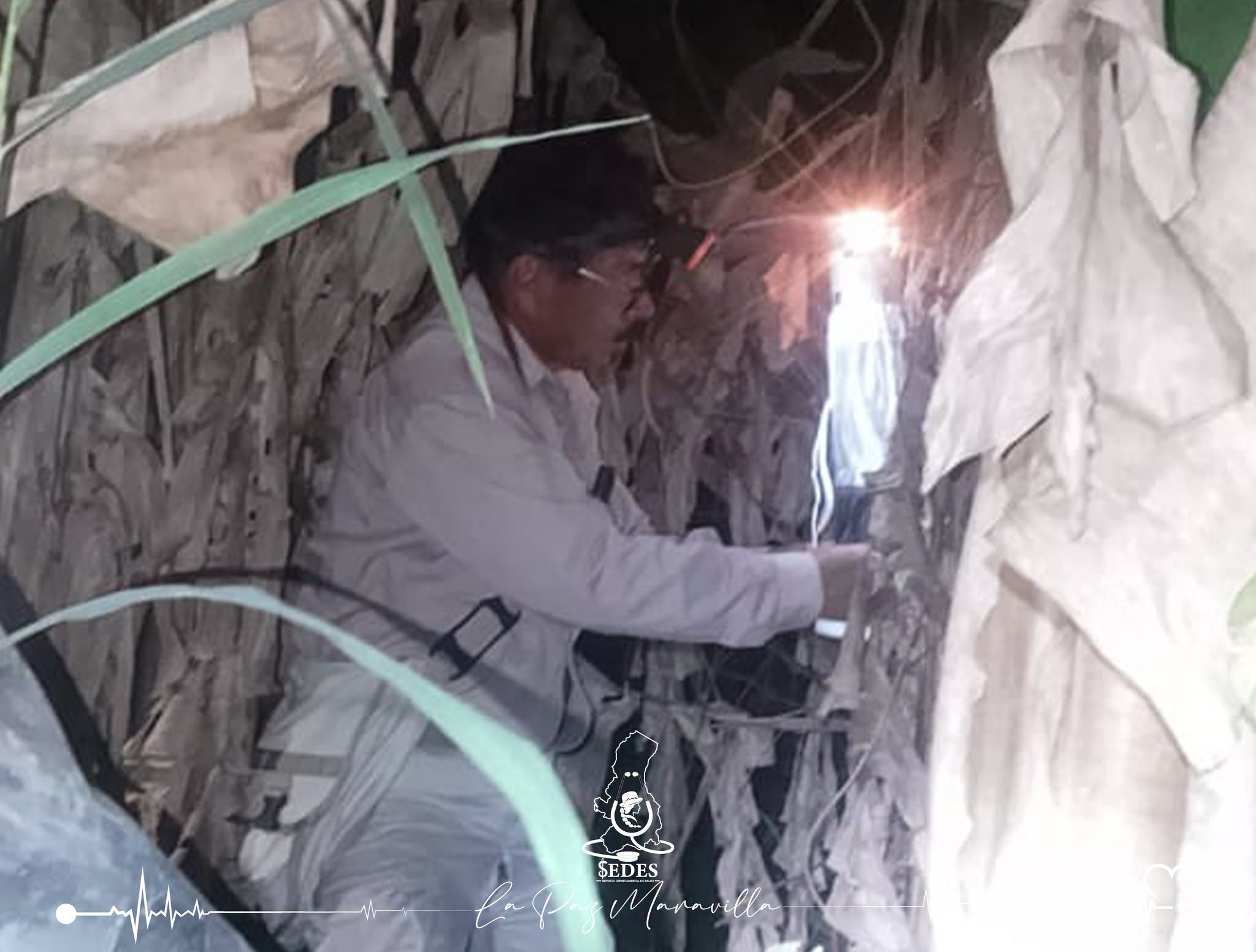 Vigilancia entomológica y control ambiental contra la leishmaniasis en La Asunta. Fotos: Sedes La Paz.