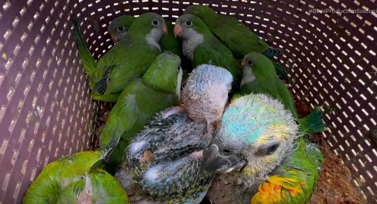 Aves rescatadas en un pasado operativo. Foto: GADB