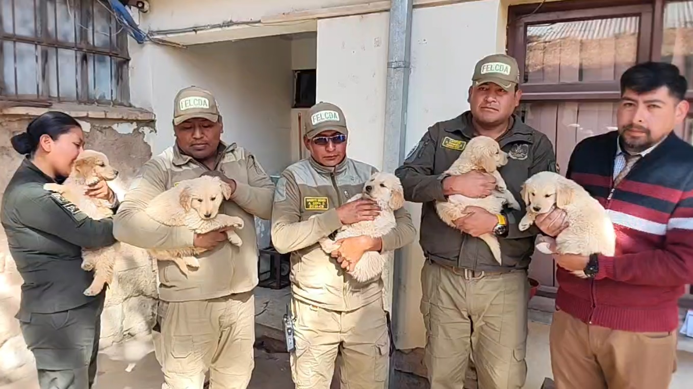 Los cinco cachorros rescatados. Foto: captura video