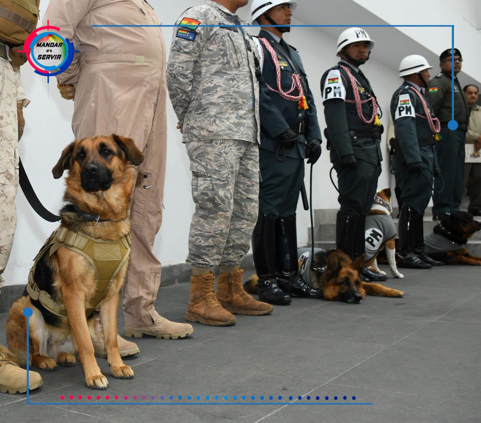 Algunos de los canes distinguidos. Foto: Comando en Jefe de las FFAA