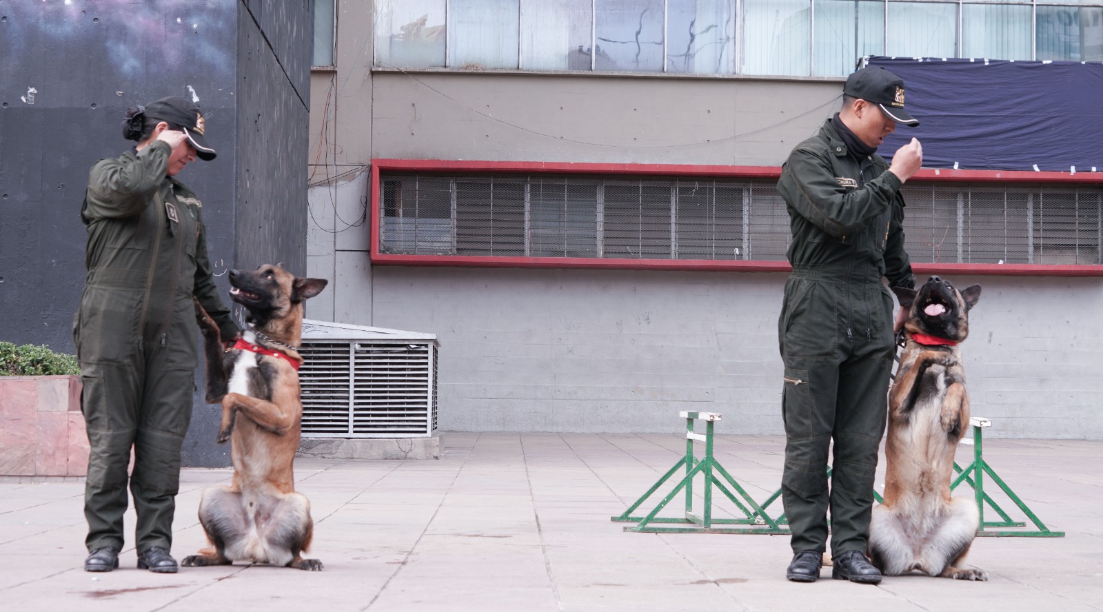 Canes de la Policía participaron el fin de semana en la Feria y Adiestramiento “Mi Mascota, Mi Familia”. Foto: Gamlp.