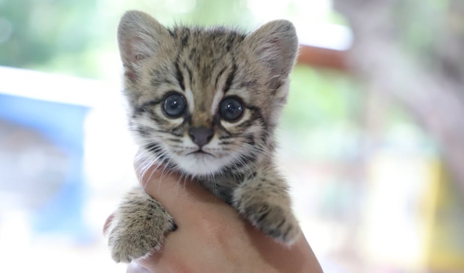 El cachorro gato montés rescatado. Foto: Gobernación de Santa Cruz