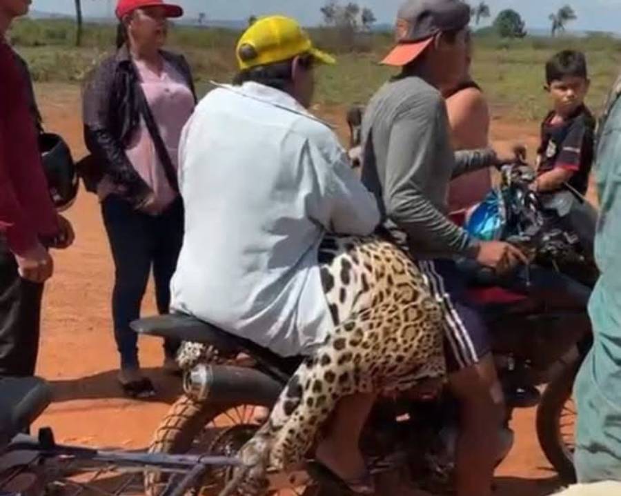 El jaguar trasladado en una motocicleta. Foto: internet
