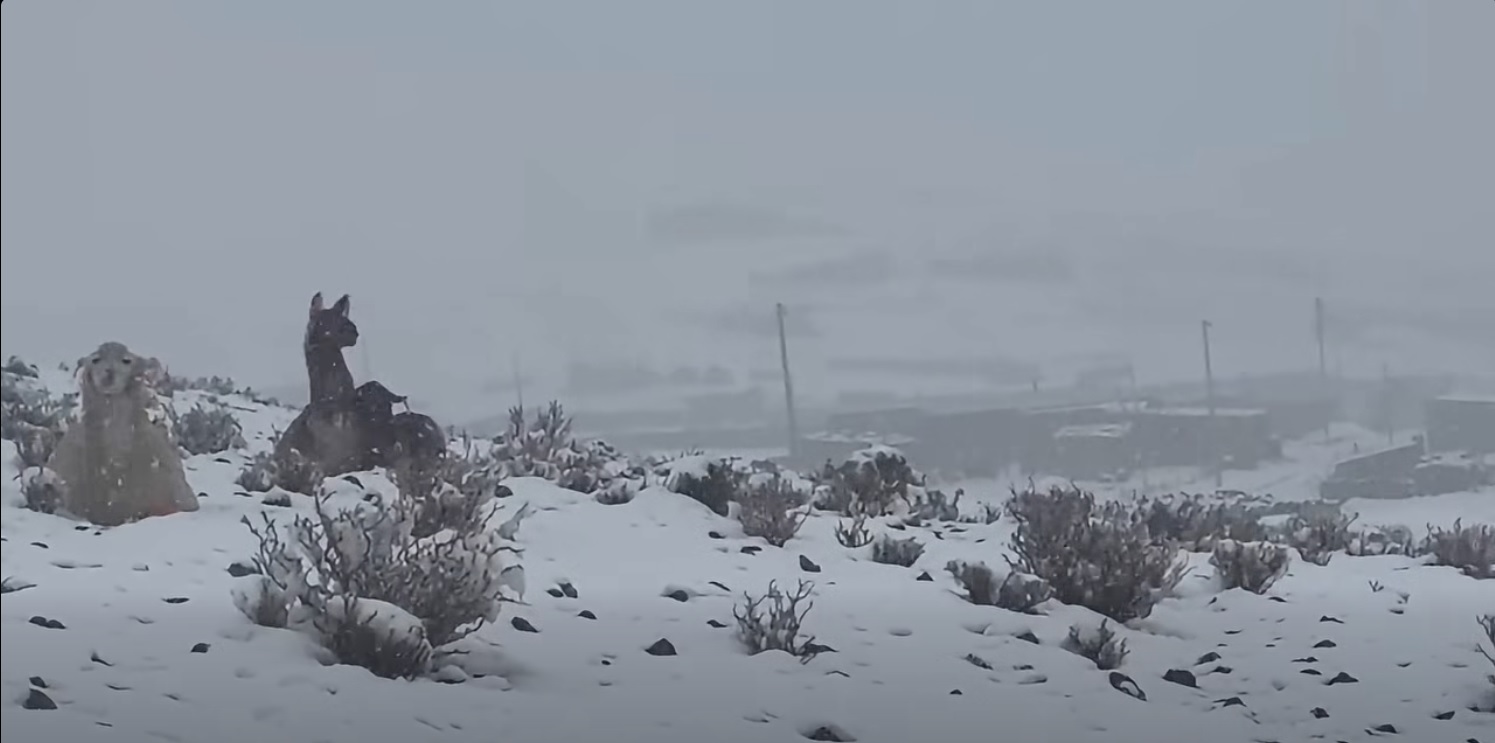 Varias regiones potosinas resultaron afectadas por las nevadas. Foto: Captura de video / Radio Salar de Los Lípez.