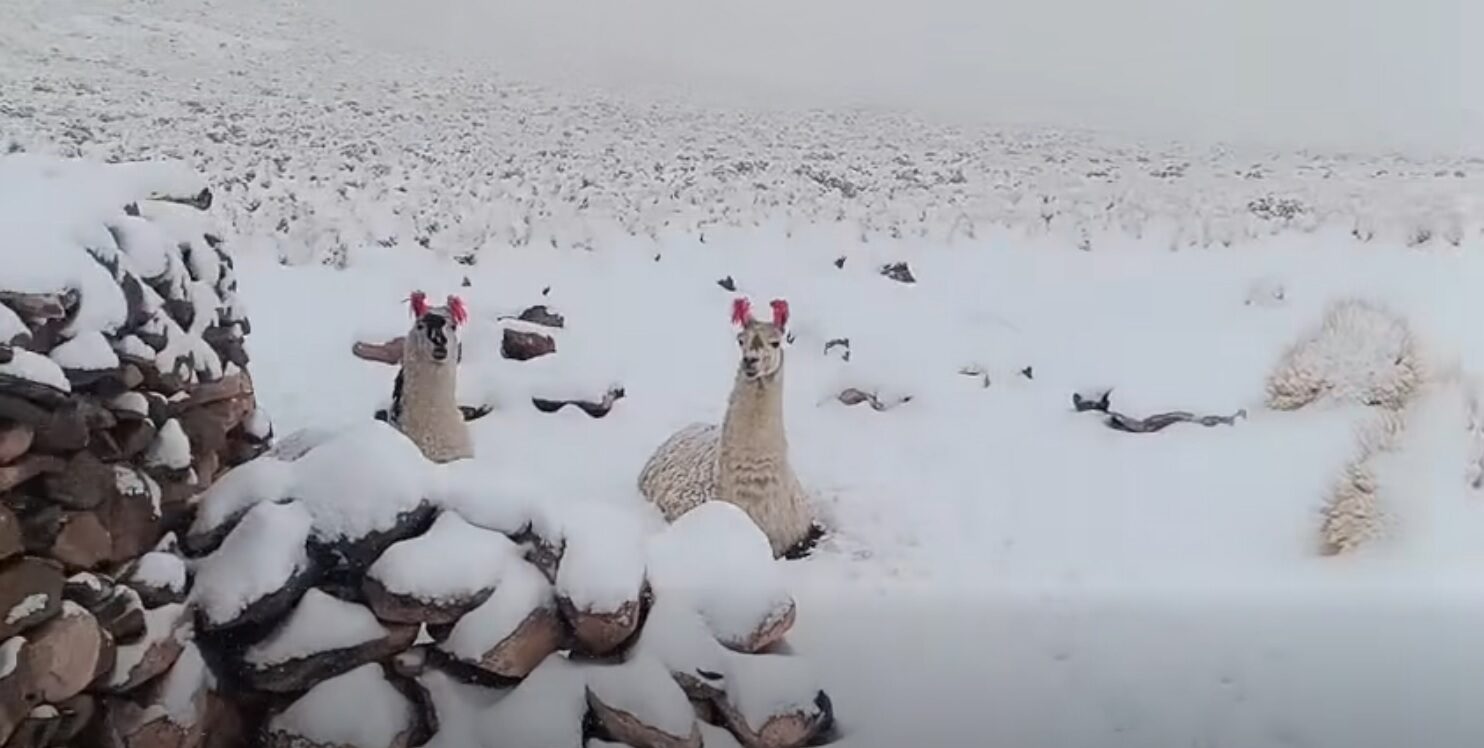 Personal municipal recorrió distintas zonas afectadas y reportó que las nevadas continúan en la región.