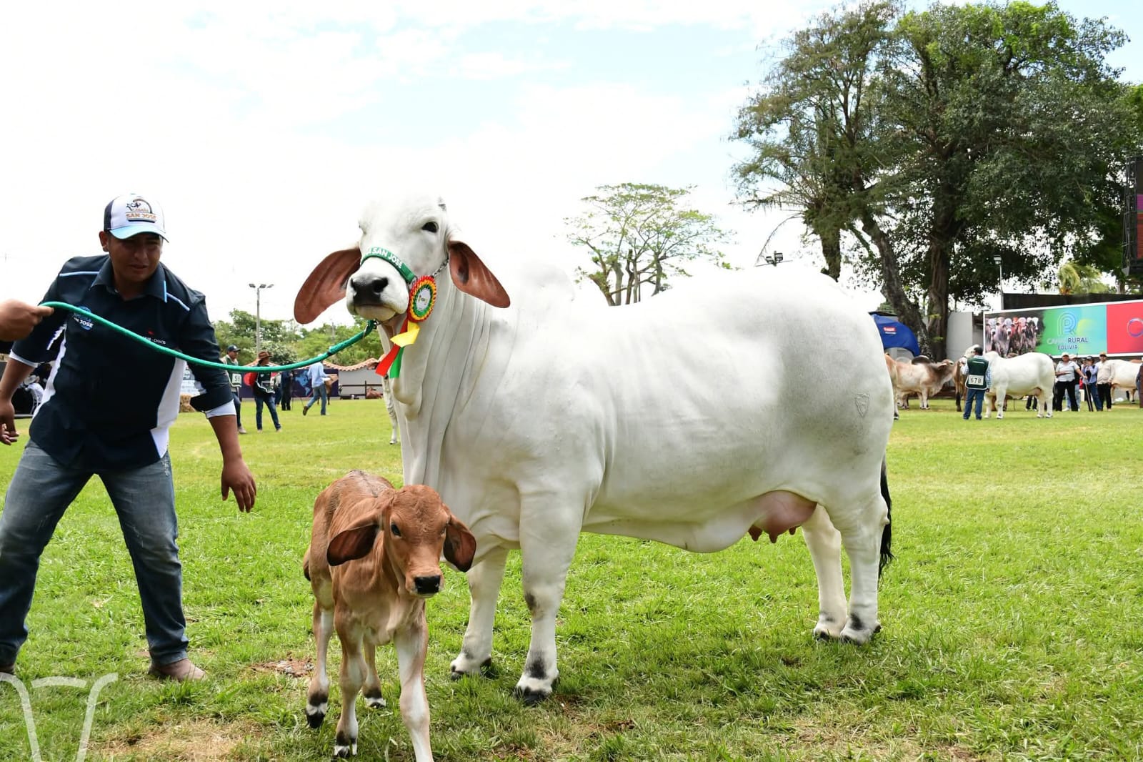Varios ejemplares de cebuinos se exponen en la Expocruz de Santa Cruz. Foto: Asocebú.