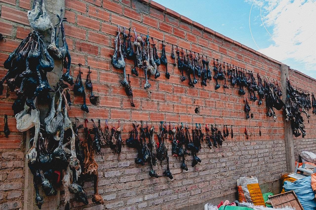 Los sullus de llama secuestrados. Foto: GAMO