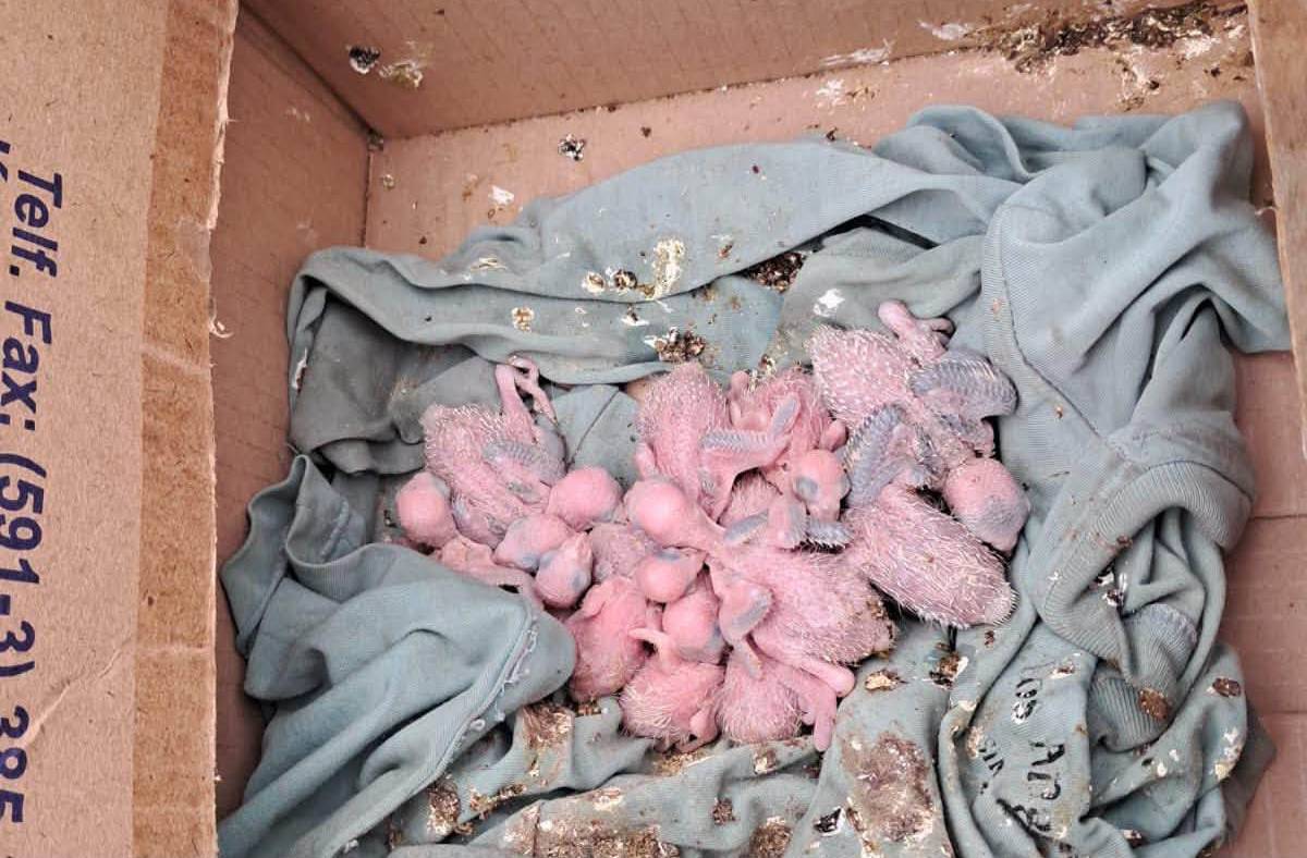 Los loritos neonatos rescatados. Foto: Policía