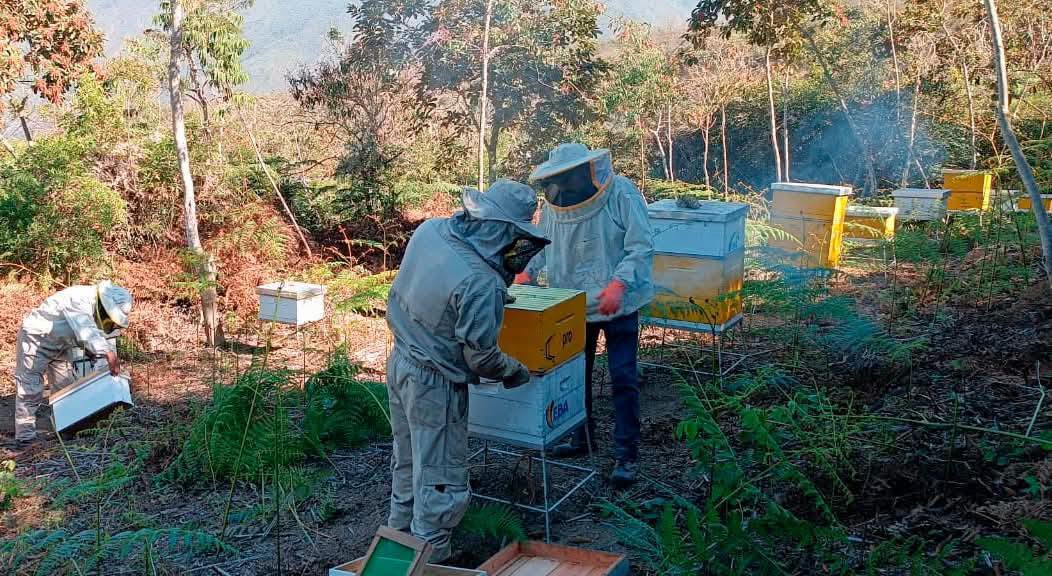 La medida garantiza la continuidad del abastecimiento de miel de alta calidad. Foto: Ministerio de Producción Sostenible.