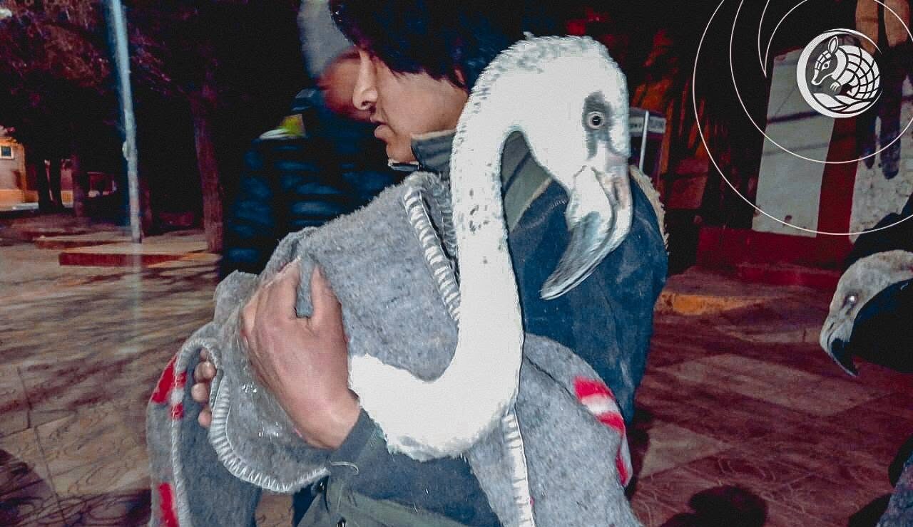 Uno de los flamencos que es trasladado del bioparque de Oruro a Cochabamba. Fotos: Alcaldía de Oruro.