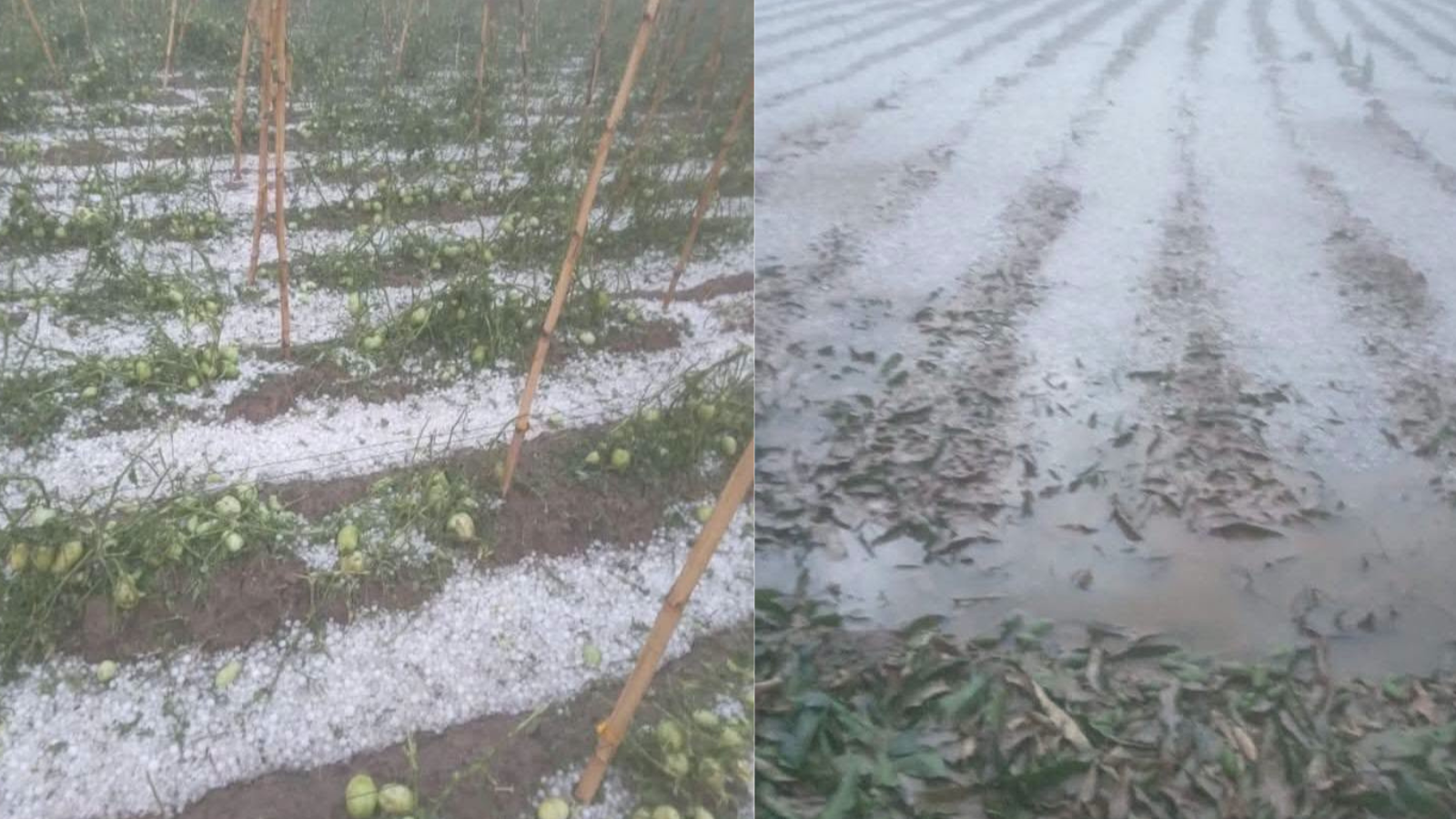Granizada que afectó a cultivos en Sucre el fin de semana. Fotos: RR.SS.