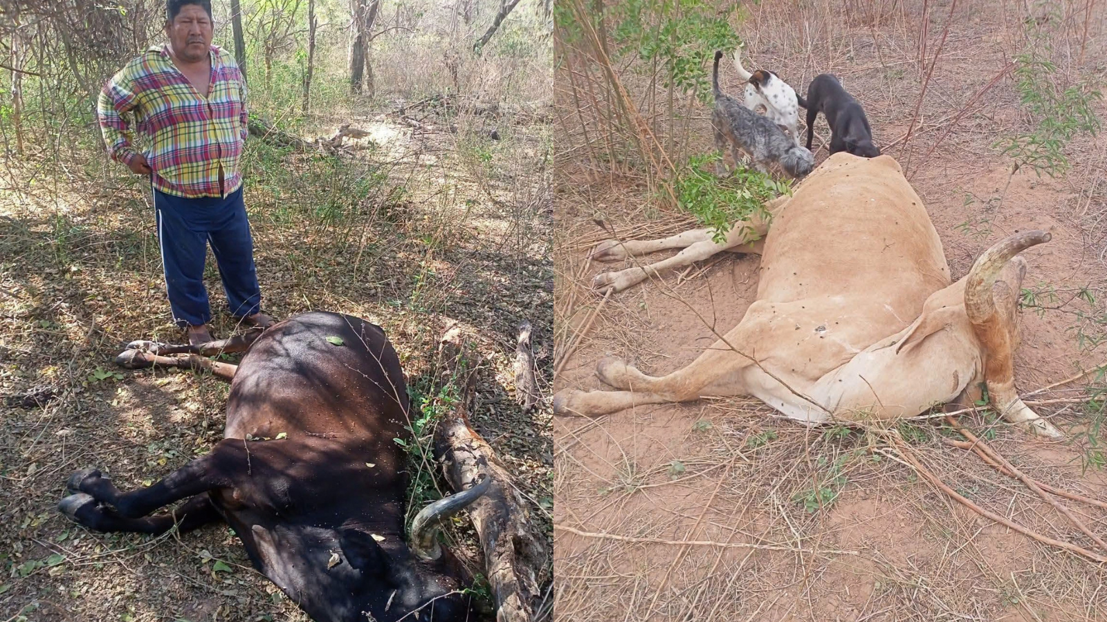 Muerte de ganado por la sequía que se registra en el departamento de Chuquisaca. Fotos: Charagua Radio Online Media.