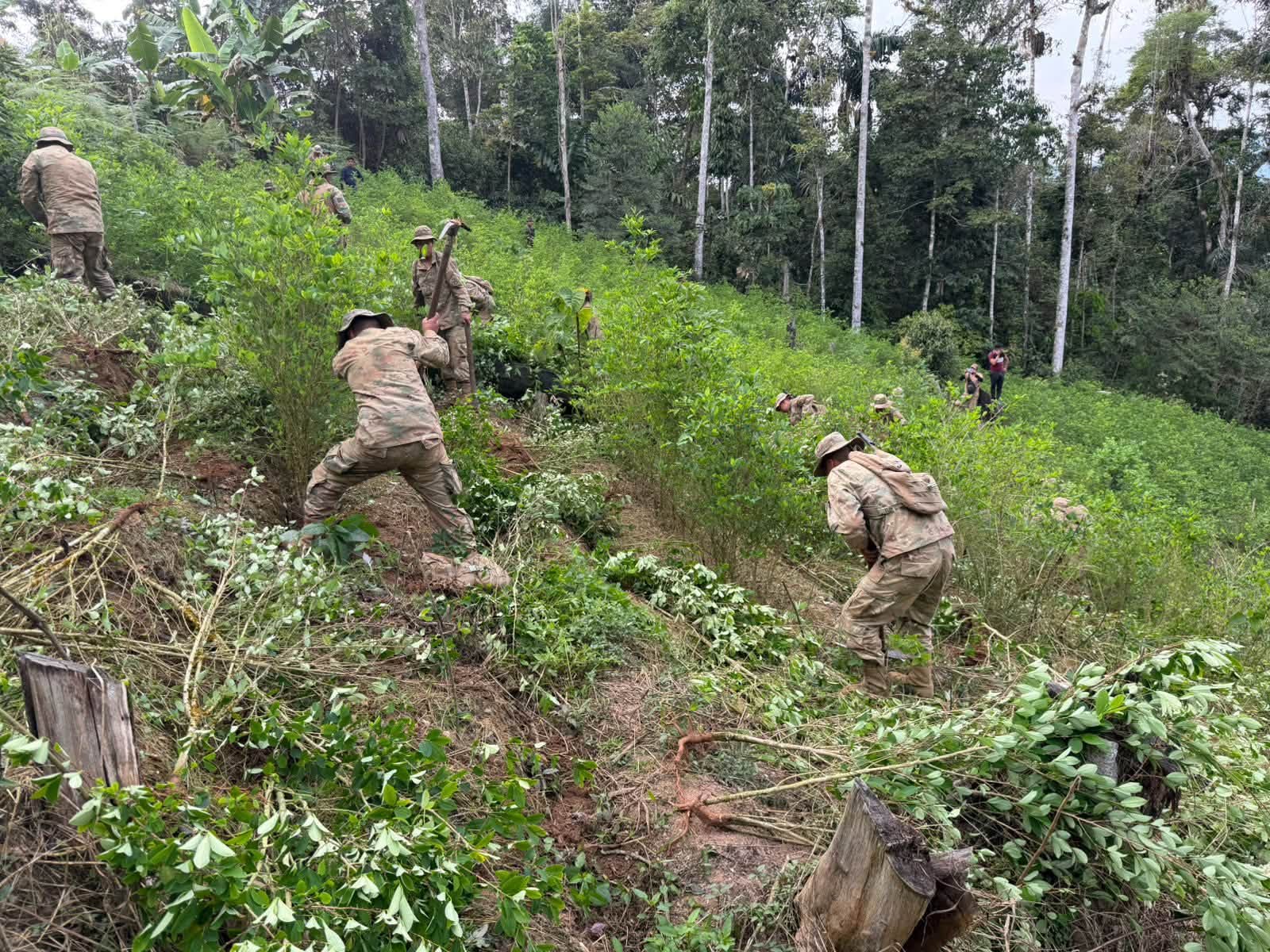 Erradicación de cultivos de coca en zonas no autorizadas del municipio de La Asunta. Fotos: Viceministerio de Lucha Integral Contra el Narcotráfico.